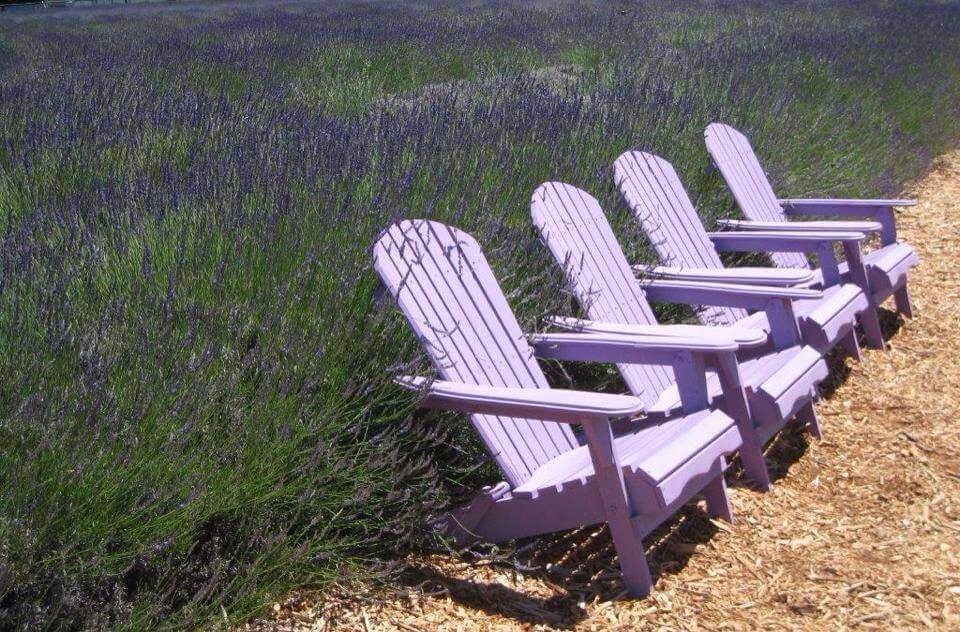 Day Trips and Travels Lavender by the Bay Chairs