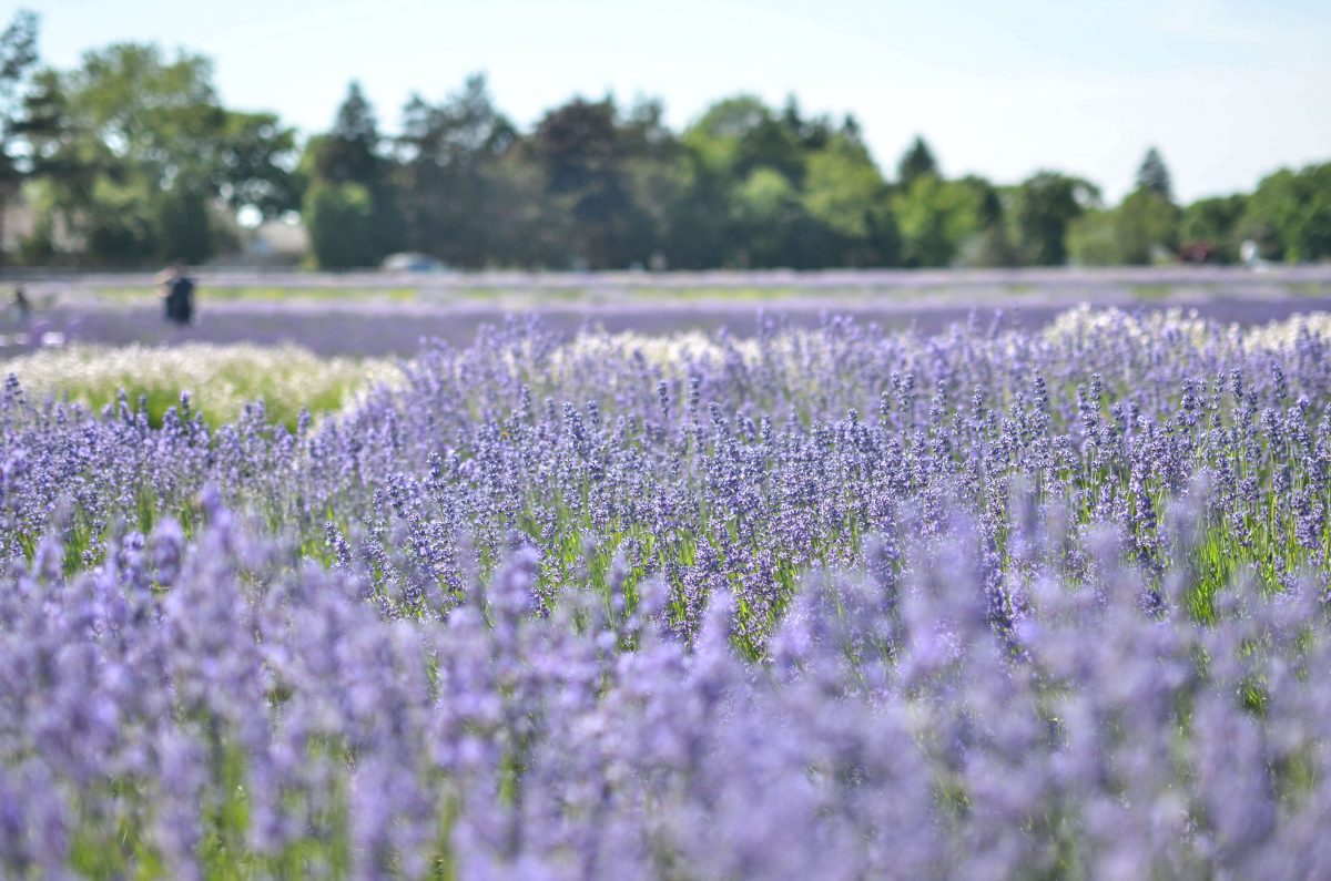 Day Trips and Travels Lavender by the Bay The Field