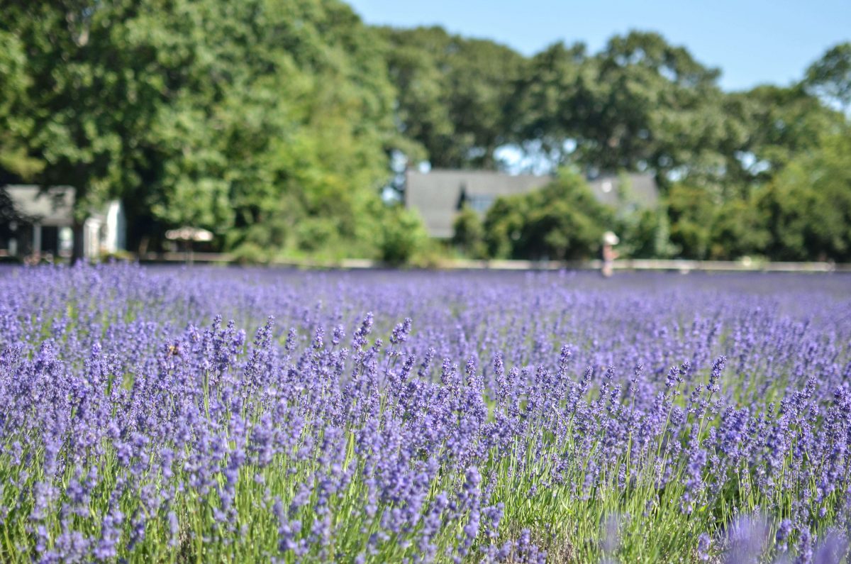 Day Trips and Travels Lavender by the Bay Vast Field
