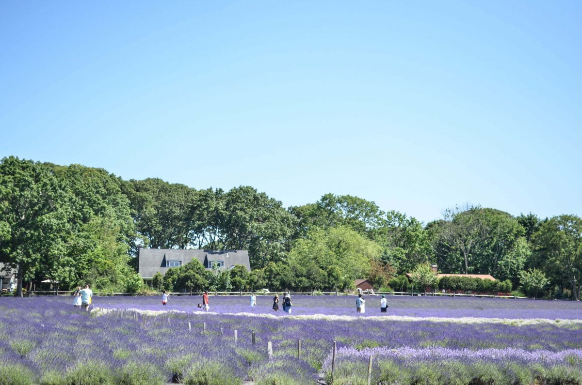 Day Trips and Travels Lavender by the Bay