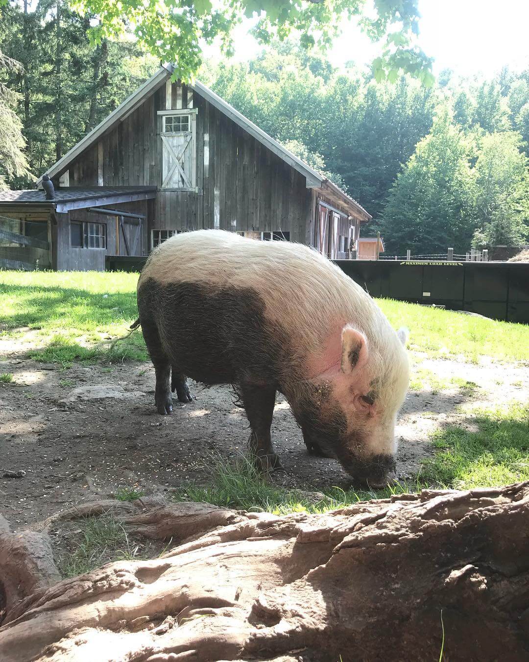 Our Experts Recaps BTSNYC NYC Vegetarian Food Festival 2018 Safe Haven Farm Sanctuary