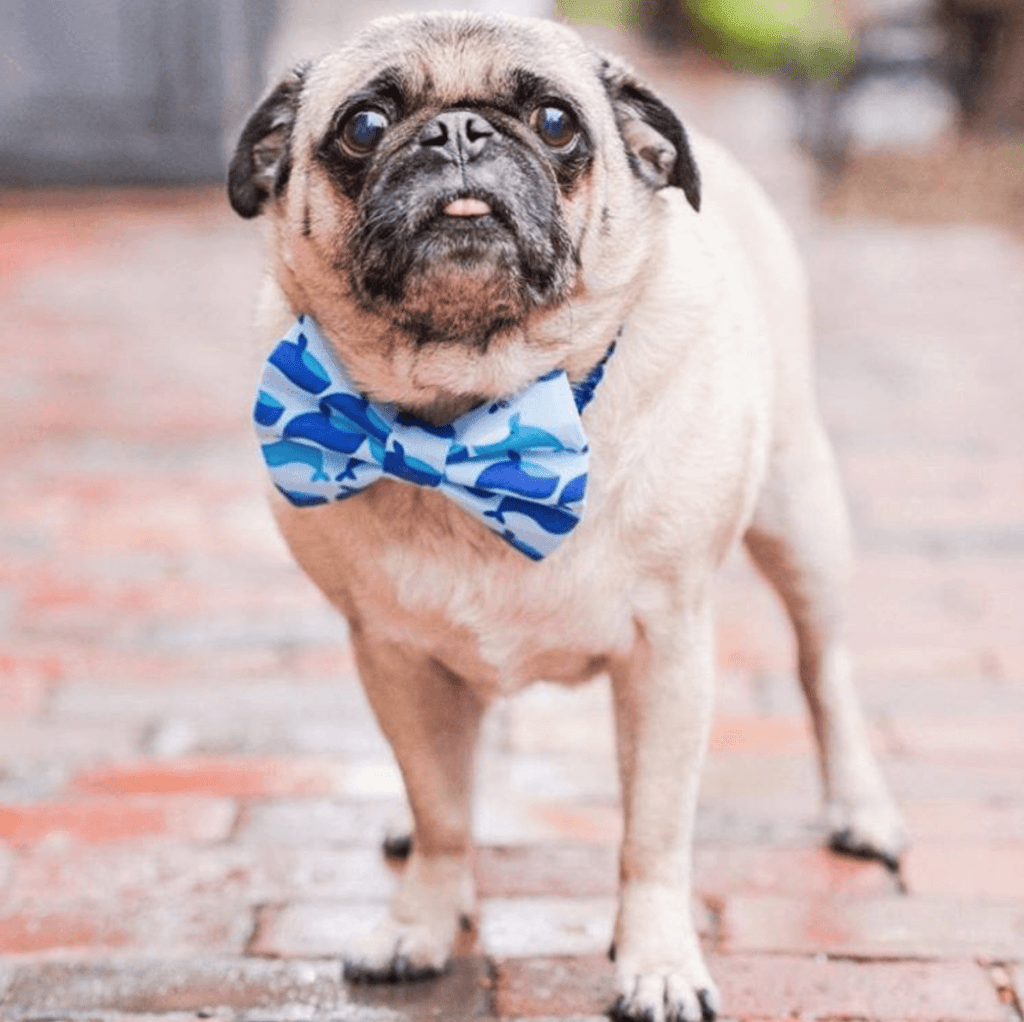 BTSNYC Social Responsibility Pug Squad Puppy Tie