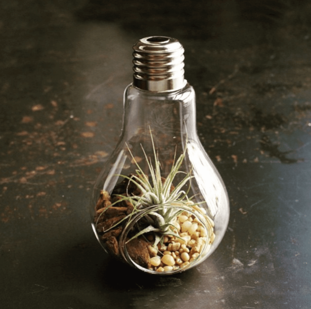 Shop Home and Kids Just Bulbs Plant Decor